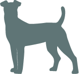 Orange dog silhouette