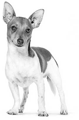 A dog standing