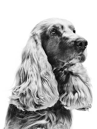 Spaniel dog