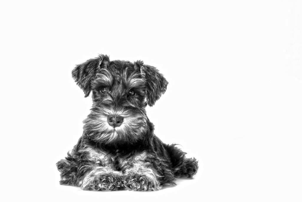 Miniature Schnauzer Temperament - ROYAL CANIN®