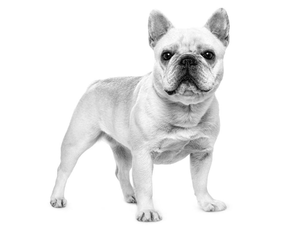 The French Bulldog Facts, Information & Advice ROYAL CANIN®